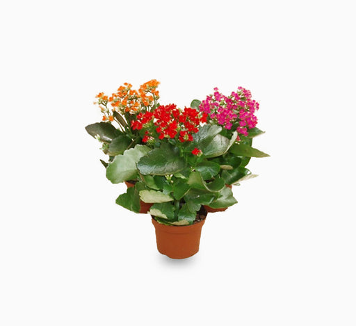 Kalanchoe blossifeldiana