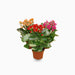 Kalanchoe blossifeldiana
