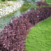 Setcreasea purpurea or Purple Heart