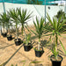 Yucca elephantipes variegata or Variegated Spineless Yucca