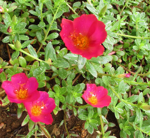 Portulaca umbraticola Greensouq