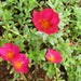 Portulaca umbraticola Greensouq