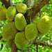 Artocarpus Heterophyllus "Jackfruit Plant" Green Souq