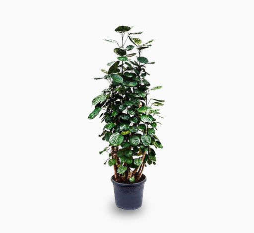 Polyscias fabian or Aralia Fabian 50-70cm