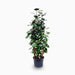 Polyscias fabian or Aralia Fabian 50-70cm