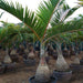 Hyophorbe lagenicaulis “Bottle Palm”