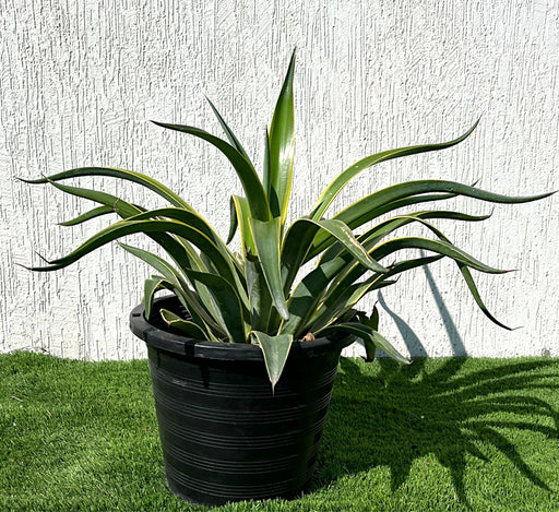 Agave Attenuata Variegata or Variegated Spineless Century Plant