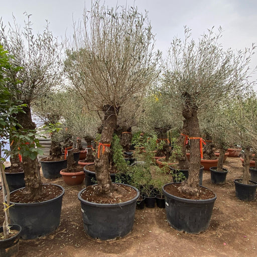 Olea europea or Olive Tree 1.7-2.0m height