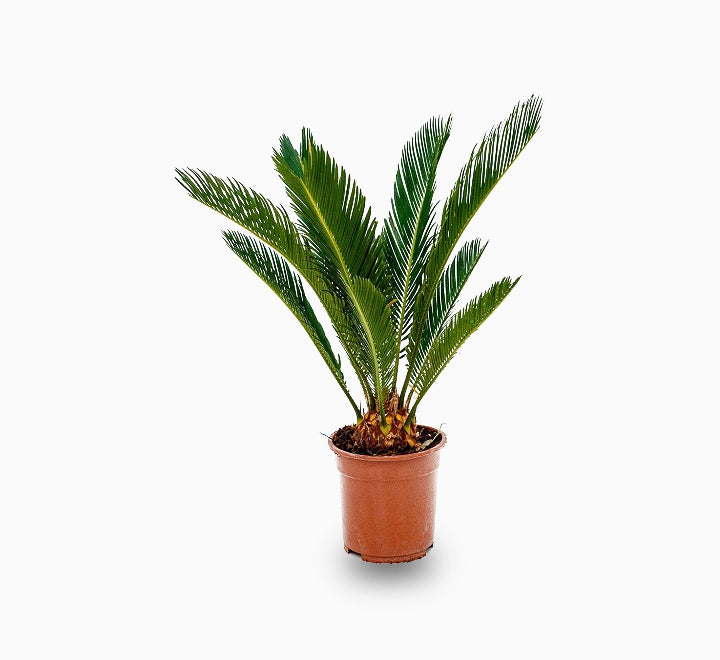 Cycas revoluta (40-60 cm)