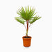 Latania lontaroides or Red Latan Palm