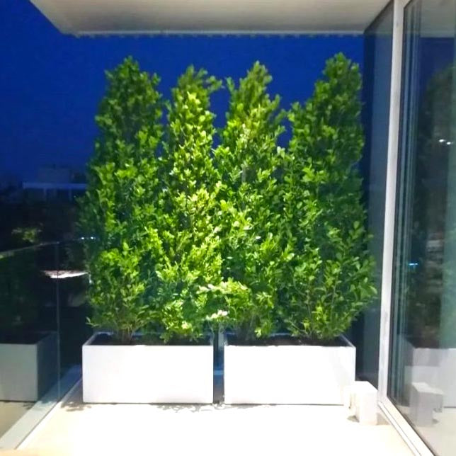 Ficus Cone 1.8- 2m in Fiber Glass Pot (GRP) (100x40x40)