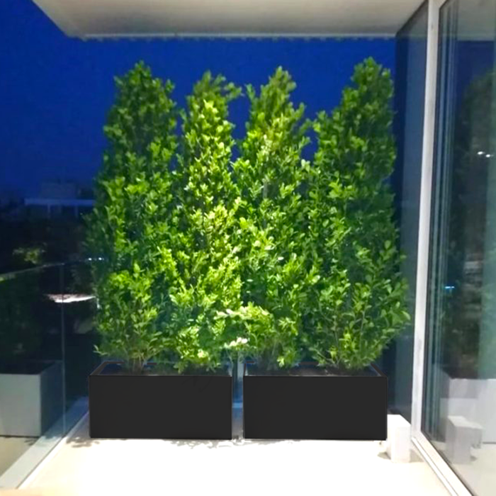 Ficus Cone 1.8- 2m in Fiber Glass Pot (GRP) (100x40x40)
