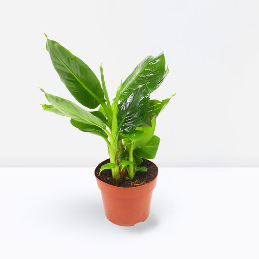 Musa Tropicana