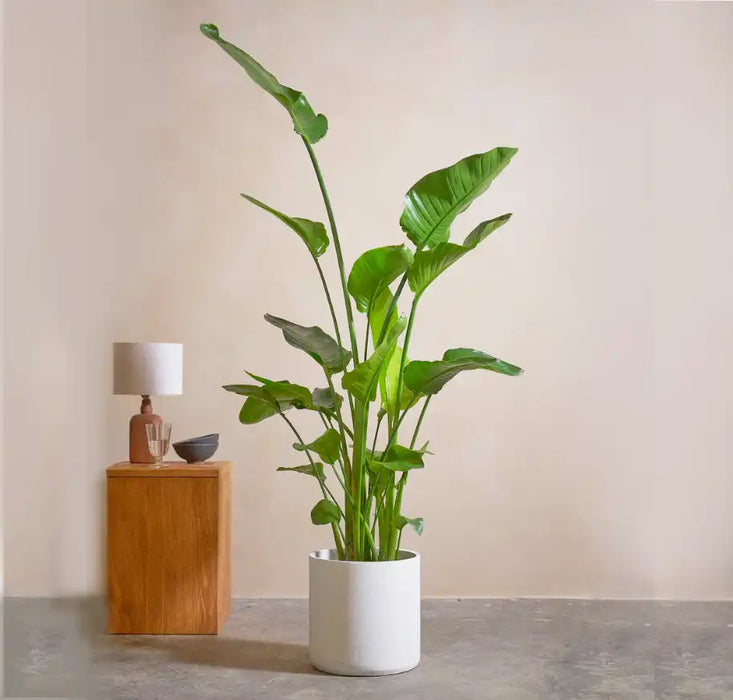 Strelitzia Nicolai or Bird of Paradise طائر الجنة