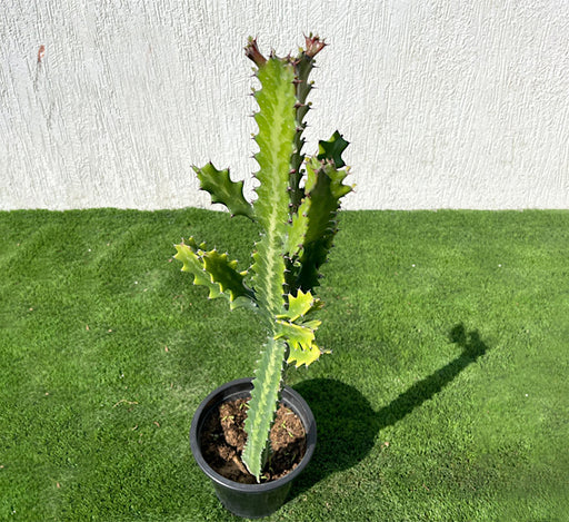 Euphorbia lactea or Dragoon bones tree