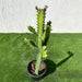 Euphorbia lactea or Dragoon bones tree