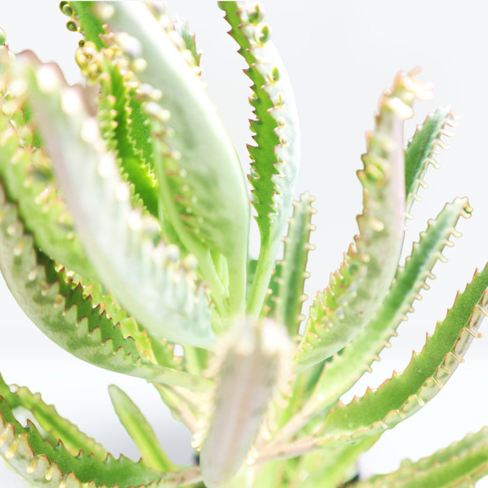 Kalanchoe Houghtonii | Mother of Thousands" or "Devil's Backbone,"