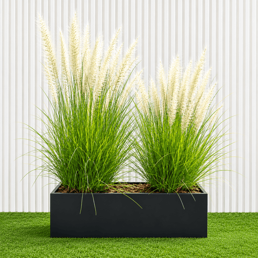 2 Pennisetum Plants in GRP Planter Pot (50 × 20 × 20 cm) - Greensouq - outdoor