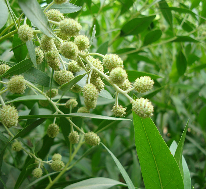 Conocarpus erectus ‘Saudi’ or Damas tree دمس