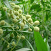 Conocarpus erectus ‘Saudi’ or Damas tree دمس