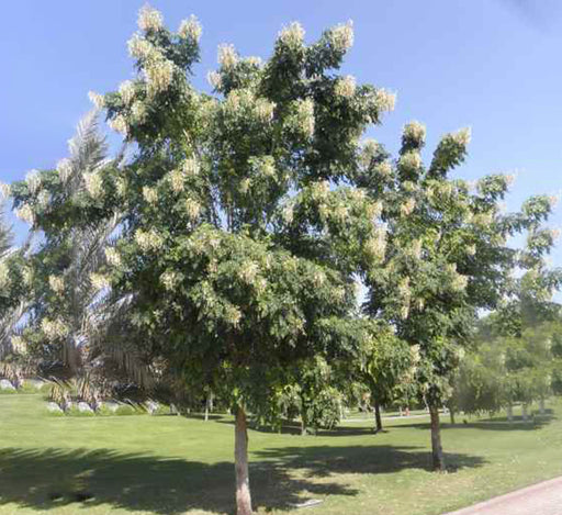 Millingtonia hortensis “Tree jasmine شجرة الياسمين or Indian cork tree”