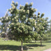 Millingtonia hortensis “Tree jasmine شجرة الياسمين or Indian cork tree”
