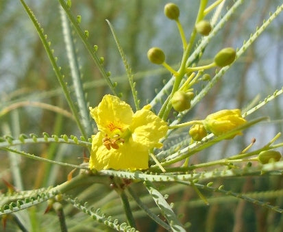 Parkinsonia Aculeata, Jerusalem Thorn Tree