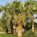 Sabal palmetto “Cabbage Palmetto, Sabal Palm, Carolina Palmetto”