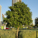 Tabebuia rosea “Rosy trumpet tree”