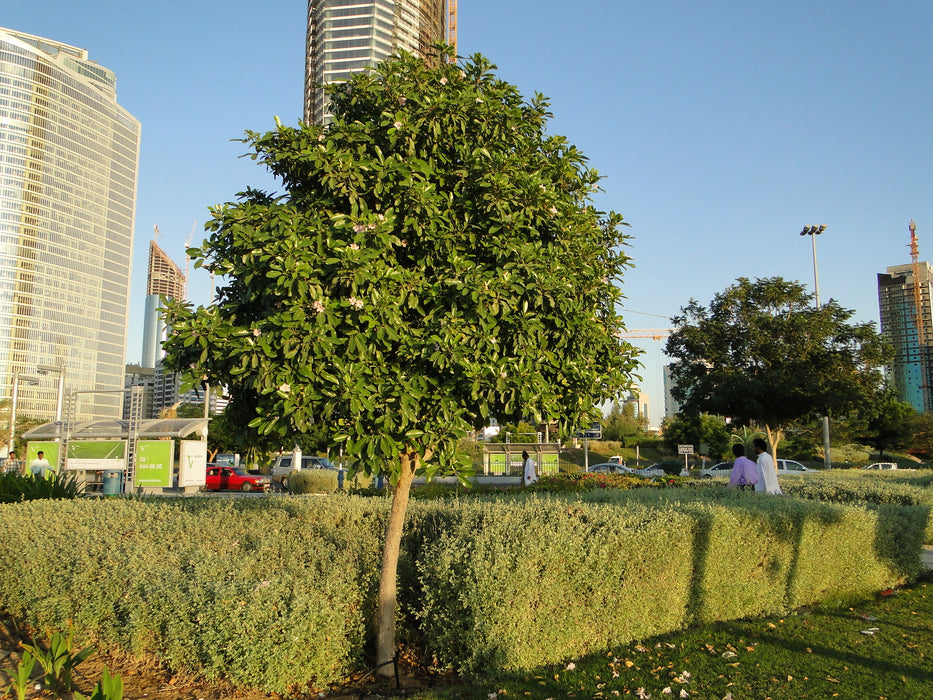 Tabebuia Rosea "Rosy Trumpet Tree"