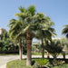 Washingtonia robusta “Mexican Fan Palm”