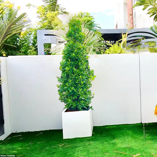 2.5-3.0 m ficus cone in square grp pot