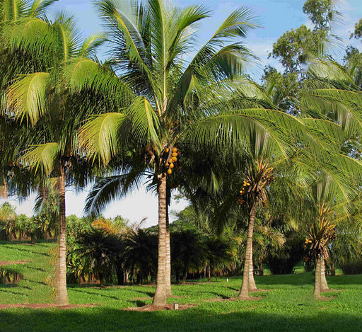 Cocos nucifera “Coconut Palm” نخلة جوز الهند Greensouq