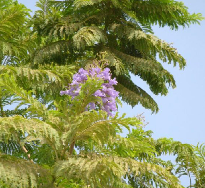 Jacaranda Mimosifolia "Blue jacaranda-Black Poui"