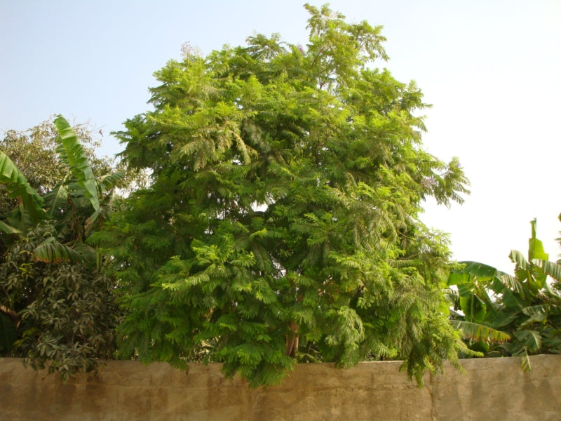 Jacaranda Mimosifolia "Blue jacaranda-Black Poui"