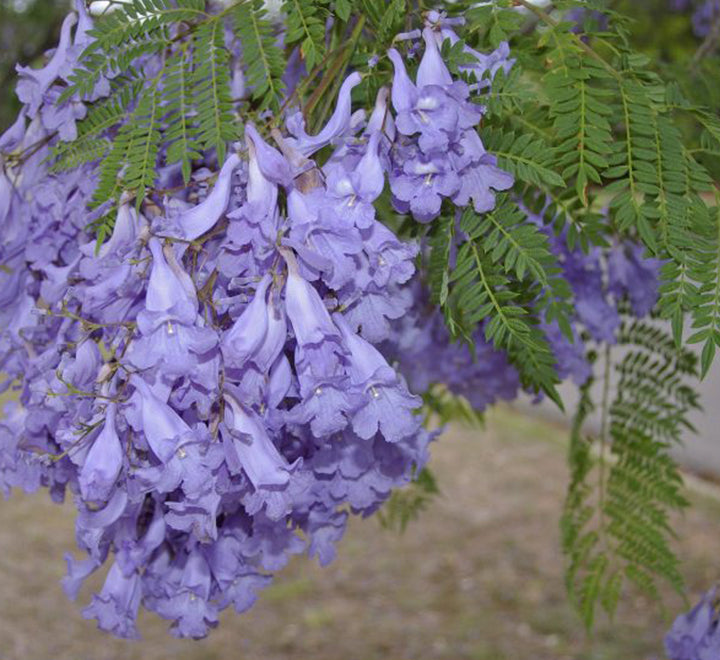 Jacaranda Mimosifolia "Blue jacaranda-Black Poui"