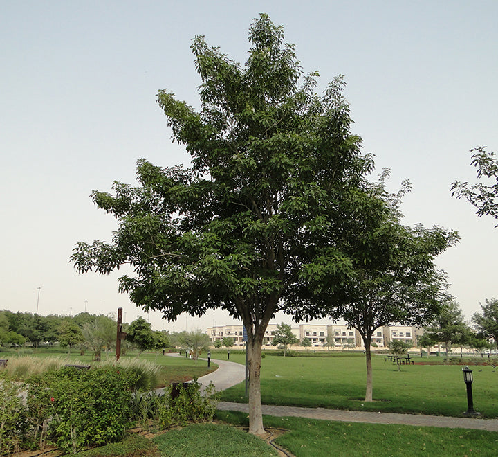 Tabebuia pentaphylla “Trumpet Tree or Pink Poui”