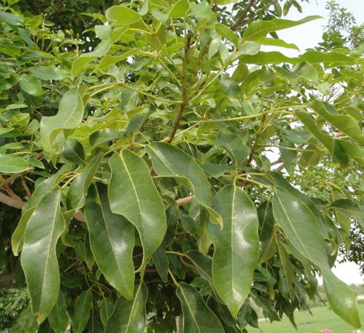 Tabebuia Pentaphylla "Trumpet Tree or Pink Poui"