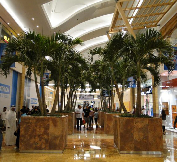 Veitchia merrillii “Manila Palm” 2.0 – 2.5m