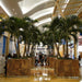 Veitchia merrillii “Manila Palm” 2.0 – 2.5m