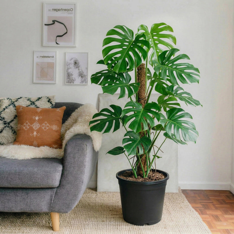 Monstera Deliciosa Holland "Hurricane - Swiss Cheese Plant" | Dubai's Top Houseplant!