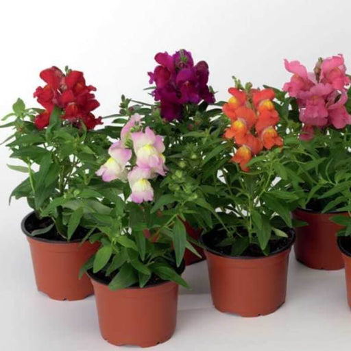 Antirrhium Majus or Snapdragon