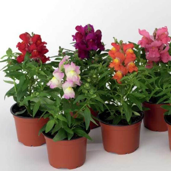 Antirrhium Majus or Snapdragon