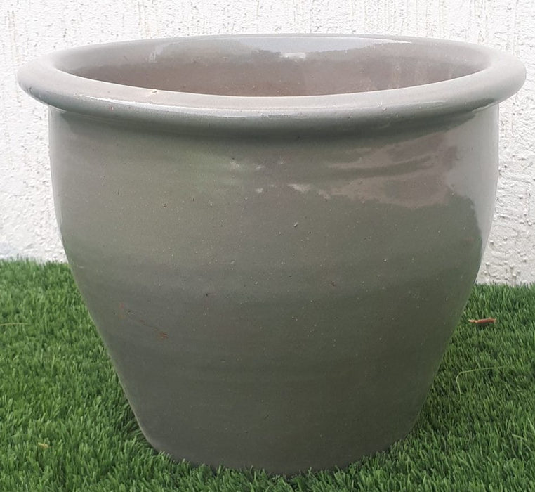 Ravenala Madagascariensis “Traveller’s Palm” in Rolled Rim Pot 1.0 - 1.3m