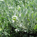 Atriplex semibaccata or Salt Bush