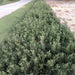 Atriplex semibaccata or Salt Bush