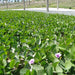 Ipomoea pes-caprae, Railroad Vine or Railway Creeper 30 – 40cm