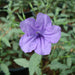Ruellia ciliosa or wild petunia