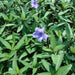 Ruellia ciliosa or wild petunia