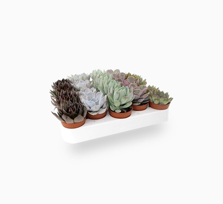 Mini succulents "Mix"